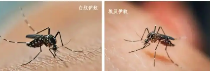 警惕基孔肯雅热！佛山甲醛检测人员外出做好防护措施